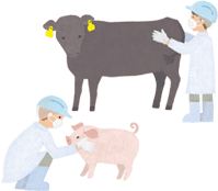 About meat distribution ③Biopsies or inspections carried out before butchering